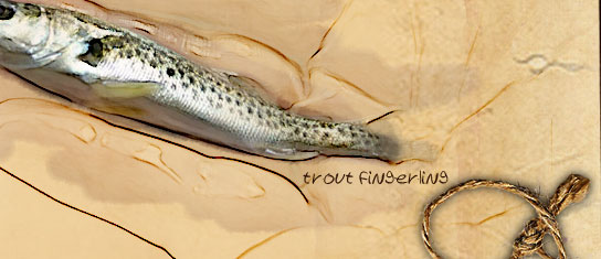 trout fingerling